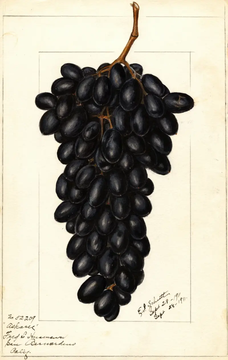 Vitis: Askarie av Ellen Isham Schutt