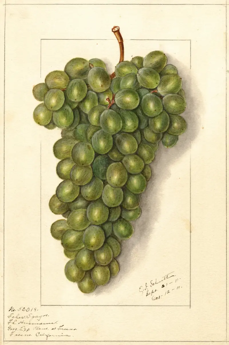 Vitis: Feher Szagos av Ellen Isham Schutt