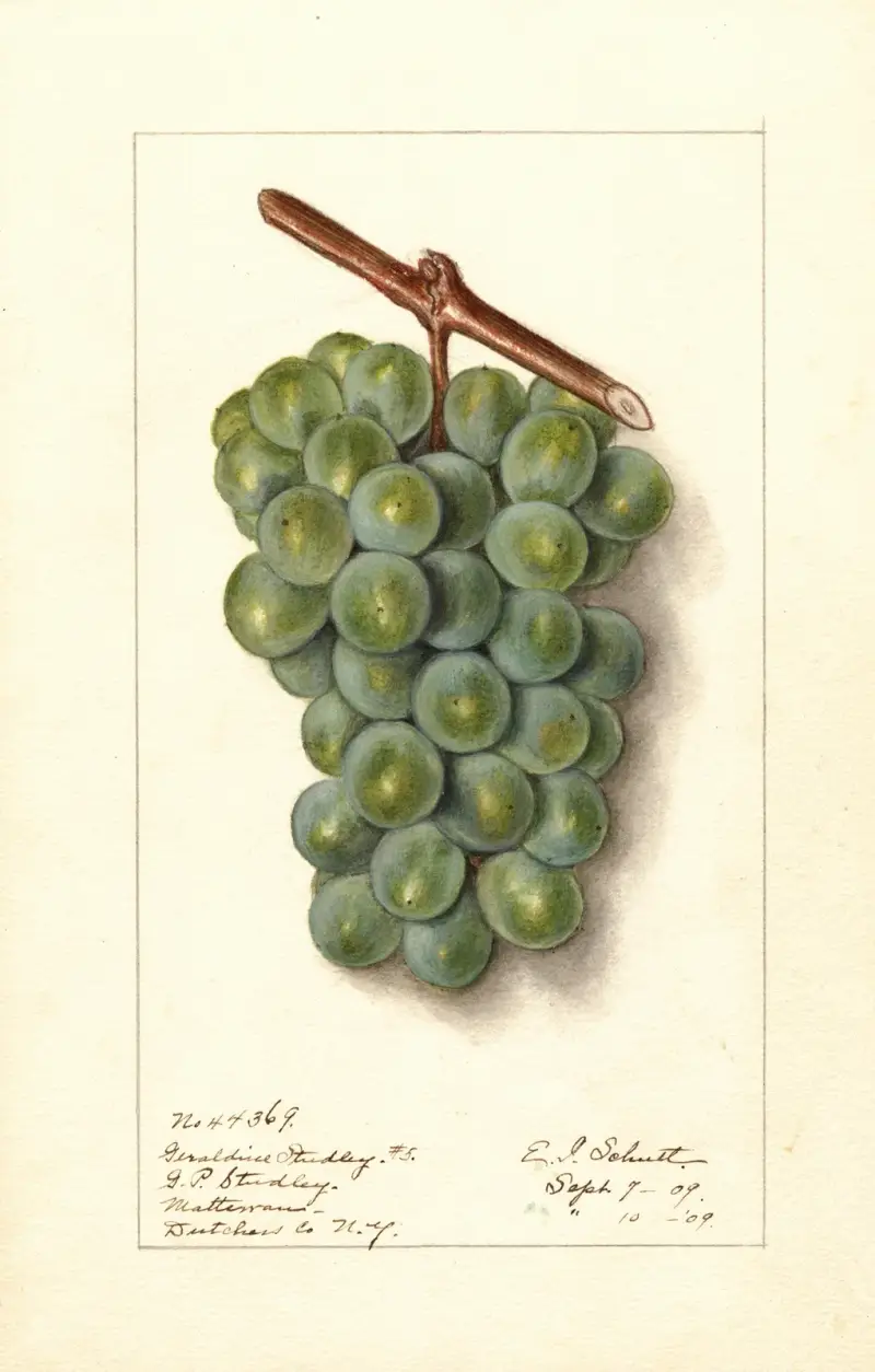 Vitis: Geraldine Studley av Ellen Isham Schutt