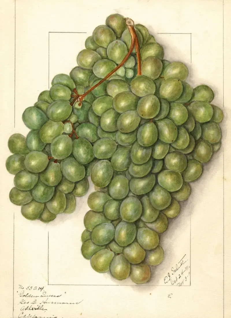 Vitis: Golden Queen, Ellen Isham Schutt