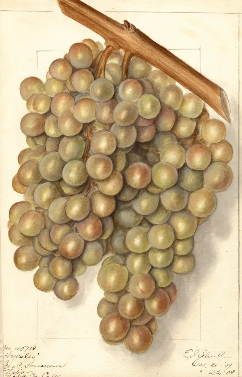 Vitis: Hycales, Ellen Isham Schutt