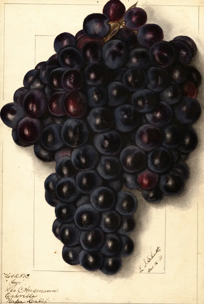 Vitis: Klíč, Ellen Isham Schutt