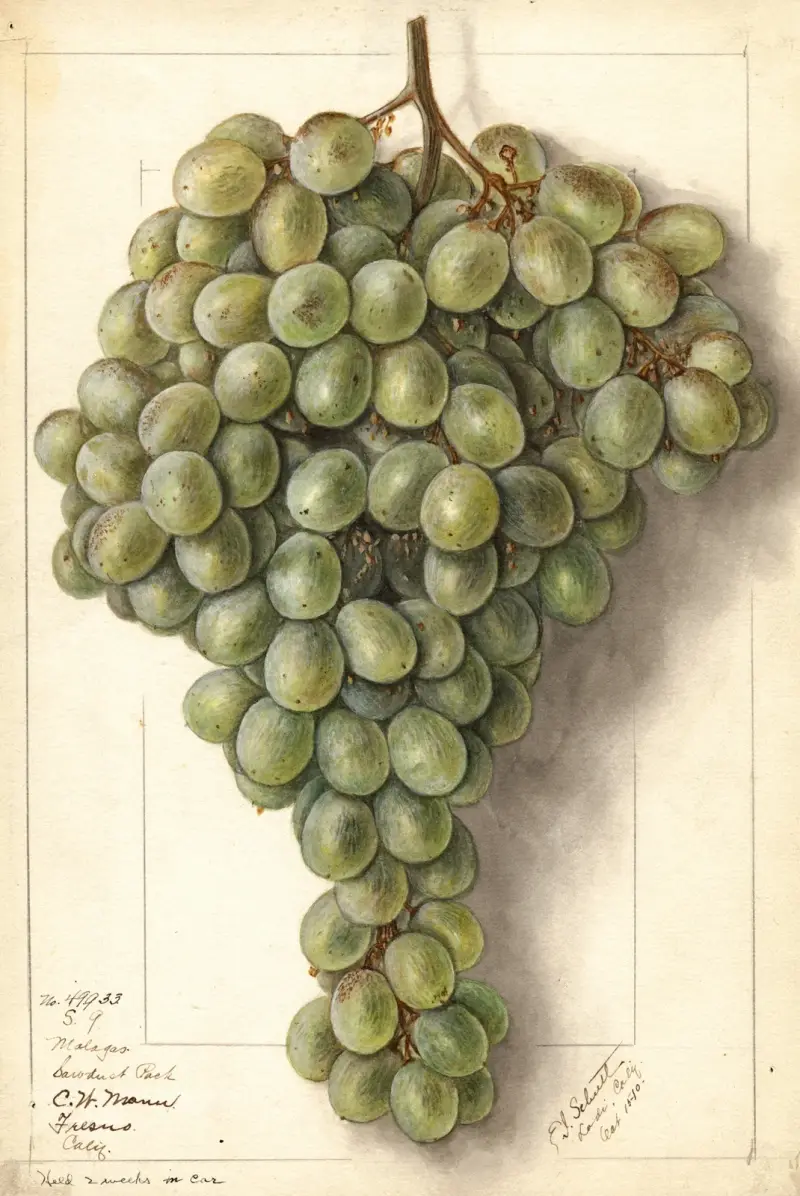 Vitis: Malaga, Ellen Isham Schutt