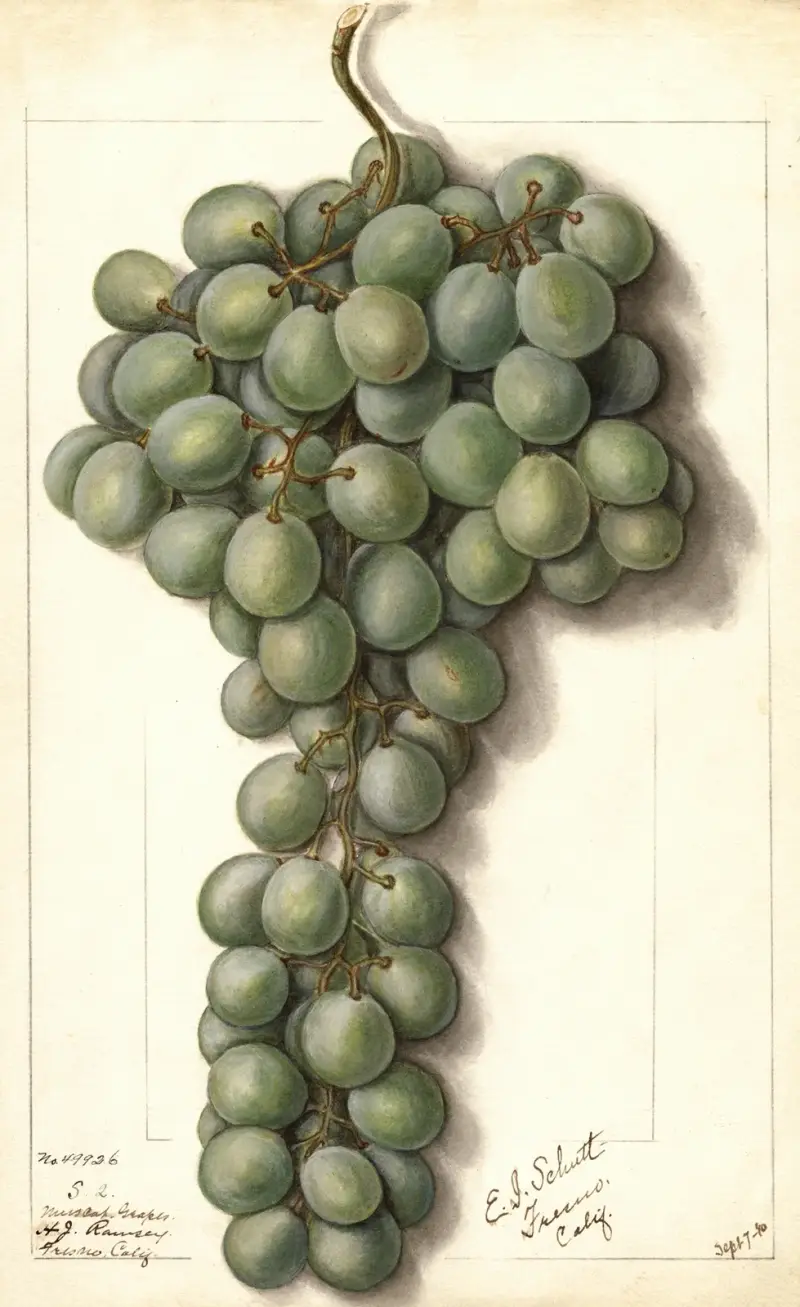 Vitis: Mascat av Ellen Isham Schutt