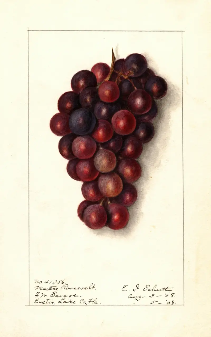 Vitis: Masters Roosevelt av Ellen Isham Schutt