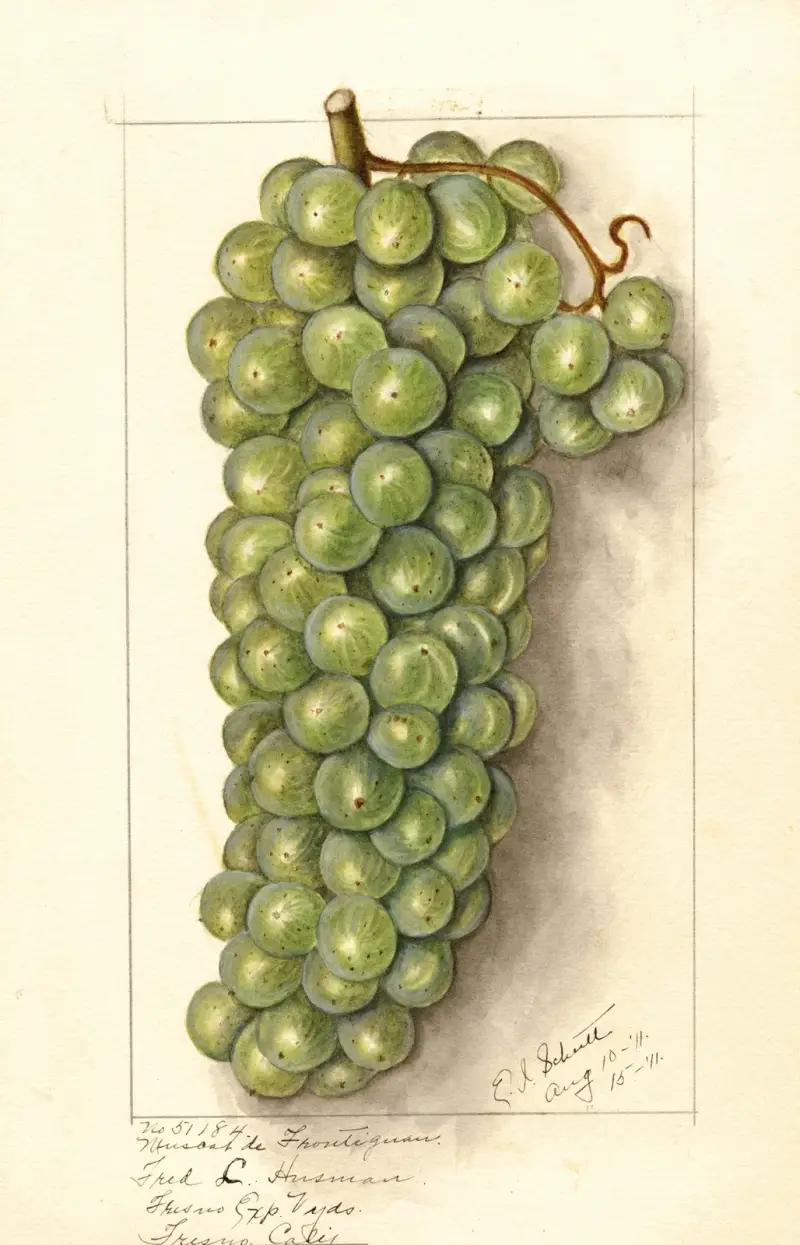 Vitis: Muscat de Frontignan, Ellen Isham Schutt