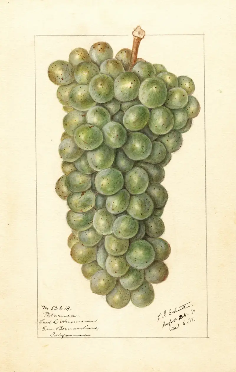 Vitis: Palarusa av Ellen Isham Schutt