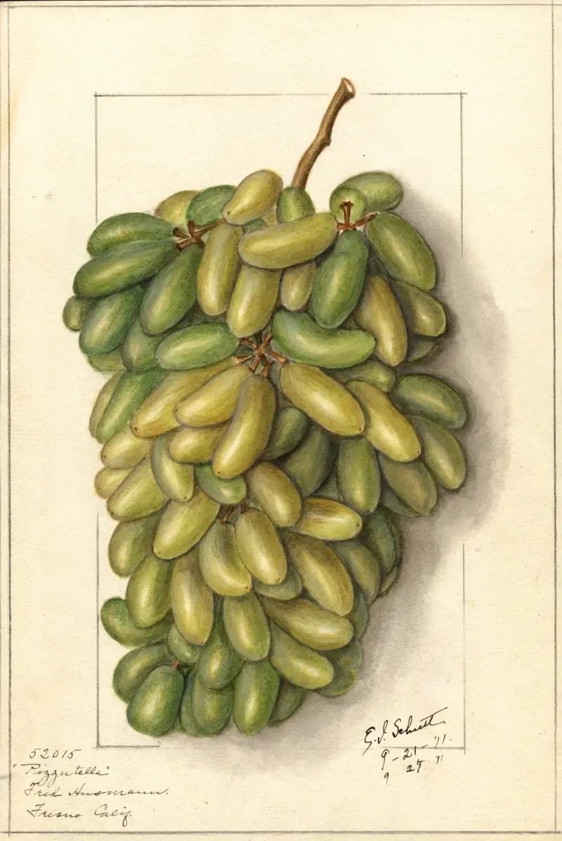 Vitis: Pizzutella, Ellen Isham Schutt
