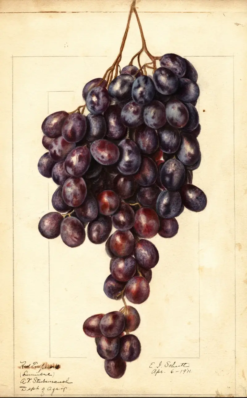 Vitis: Red Emperor av Ellen Isham Schutt