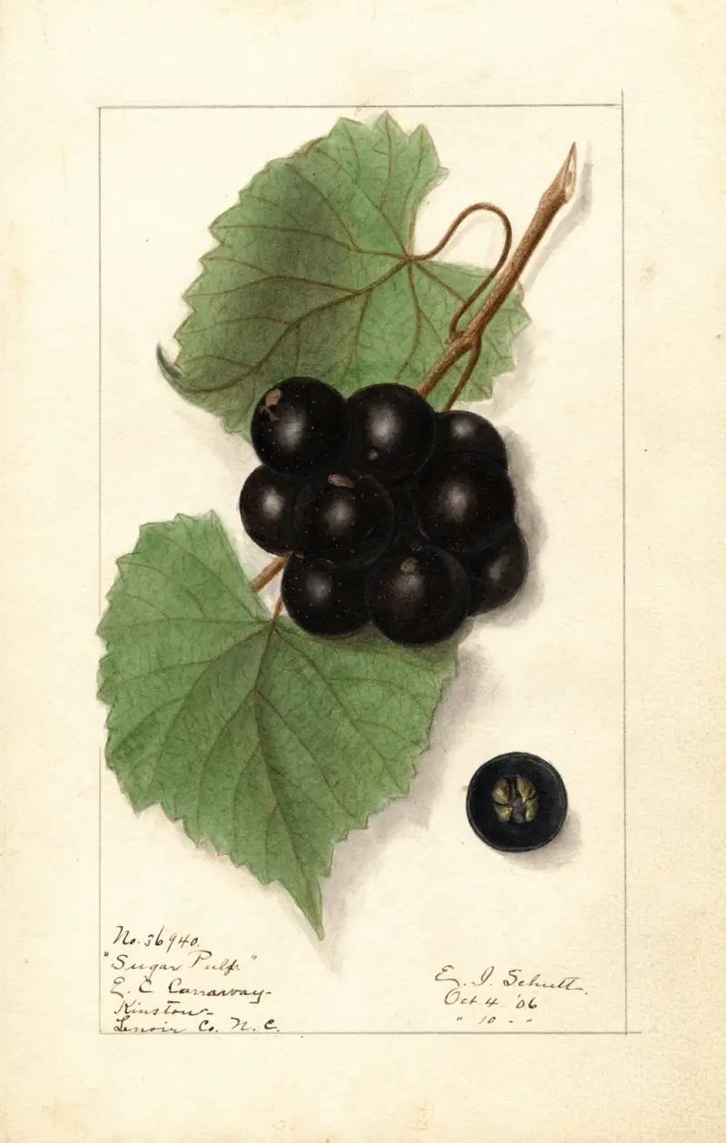 Vitis: Sockerpulp av Ellen Isham Schutt