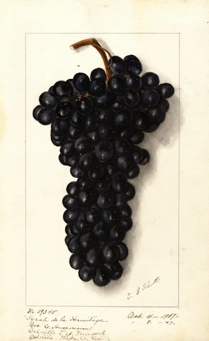 Vitis: Syrah de la Hermitage av Ellen Isham Schutt
