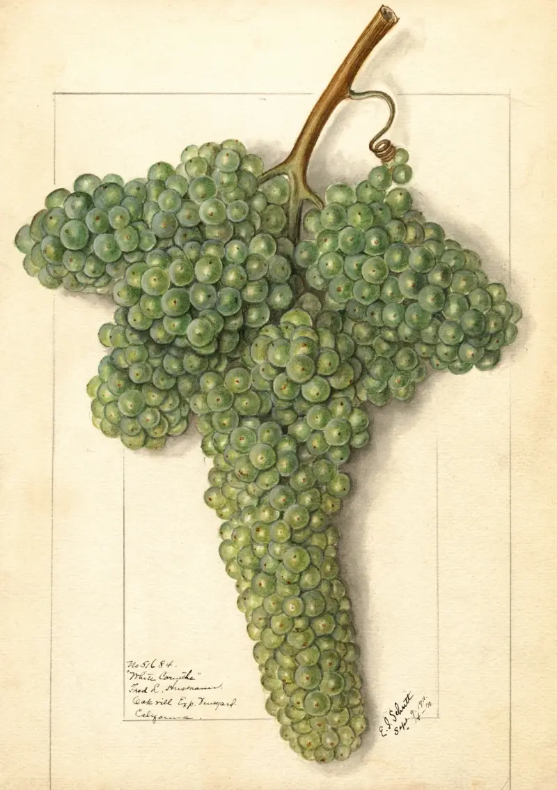 Vitis: Weiße Korinthe von Ellen Isham Schutt