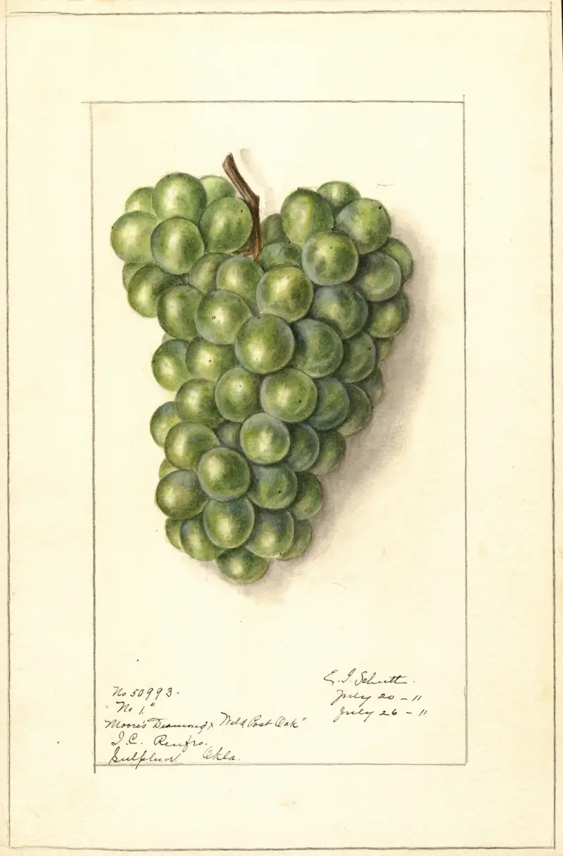 Vitis, 1911 – Nr. 1, Ellen Isham Schutt