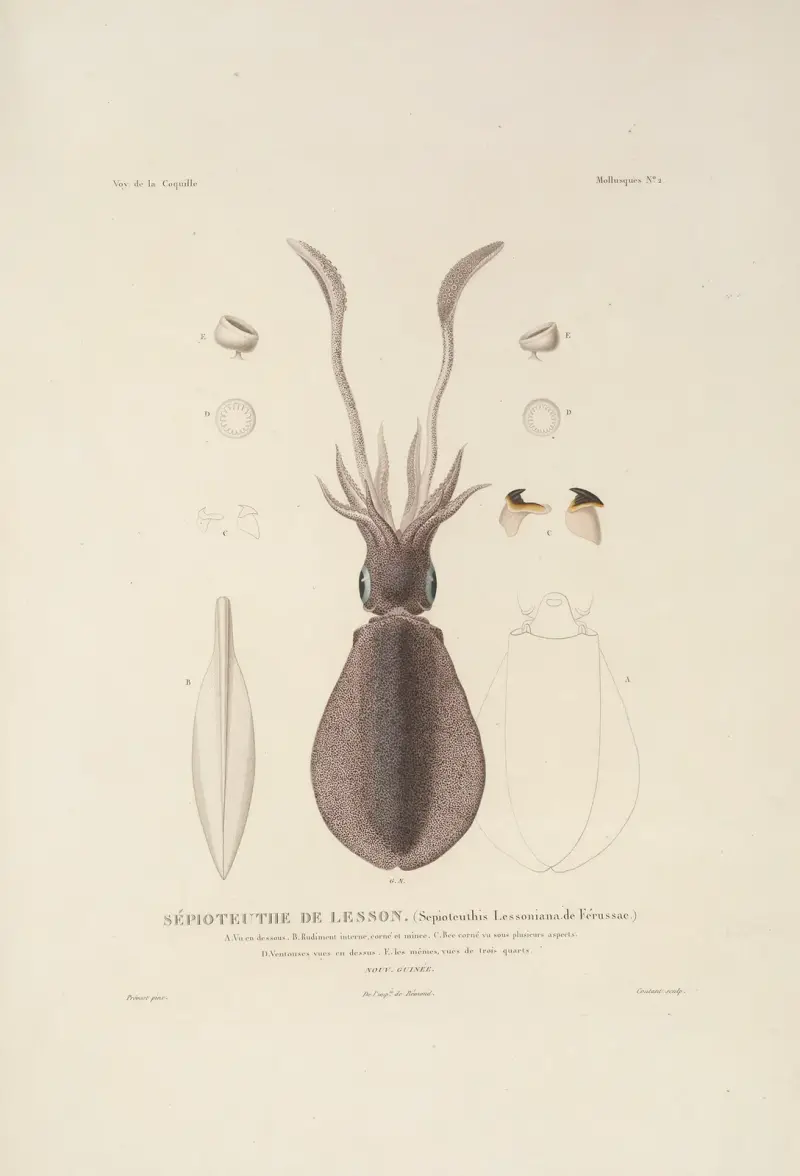 Voyage autour du monde Pl.047 av Louis-Isidore Duperrey