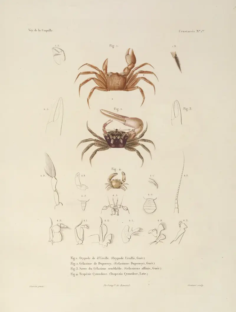 Voyage autour du monde Pl.062 av Louis-Isidore Duperrey