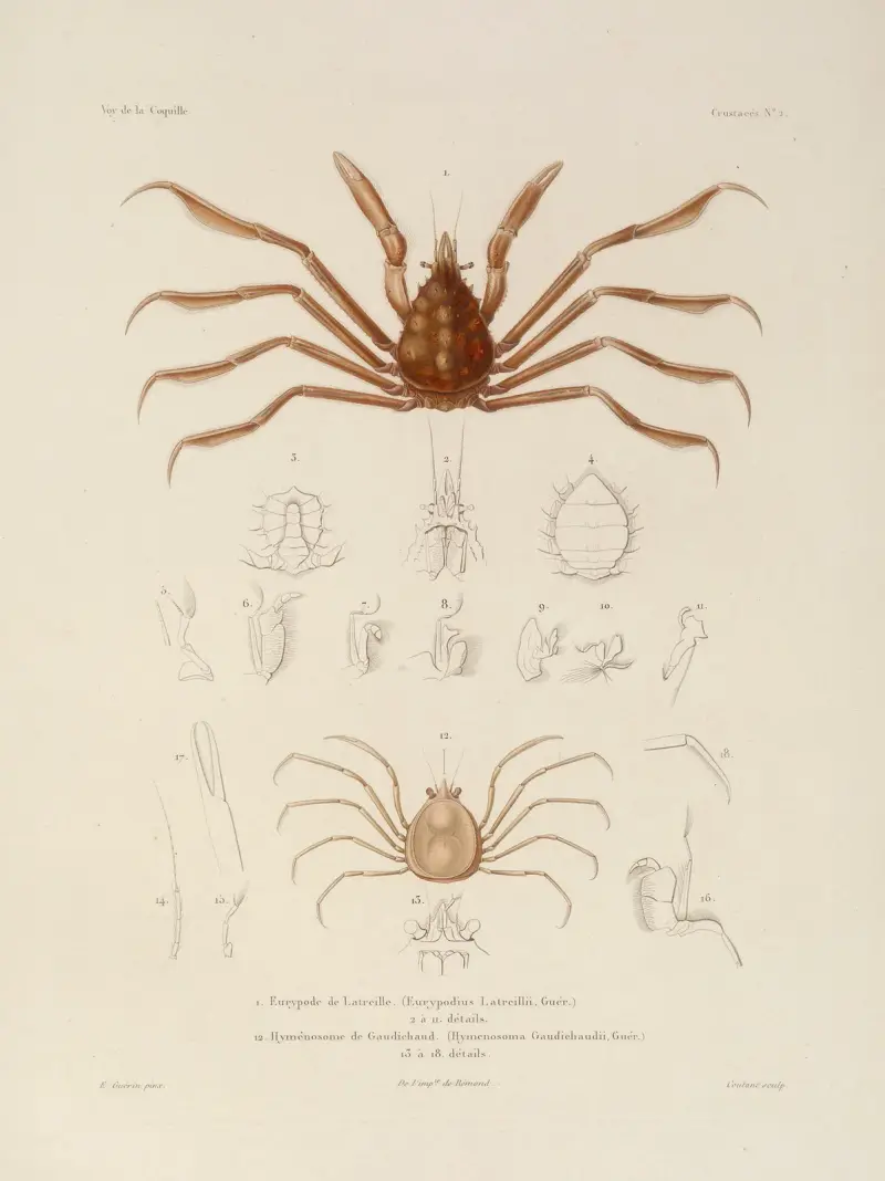 Voyage autour du monde Pl.063 av Louis-Isidore Duperrey