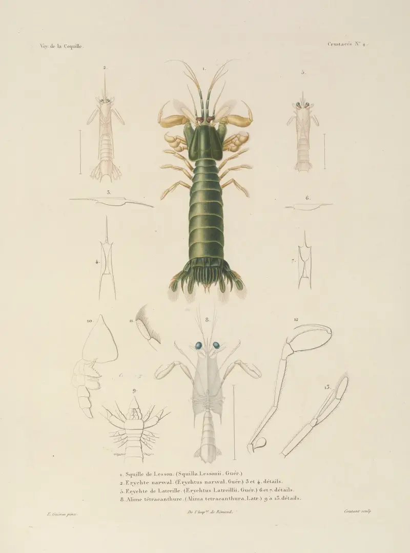 Voyage autour du monde Pl.065 av Louis-Isidore Duperrey