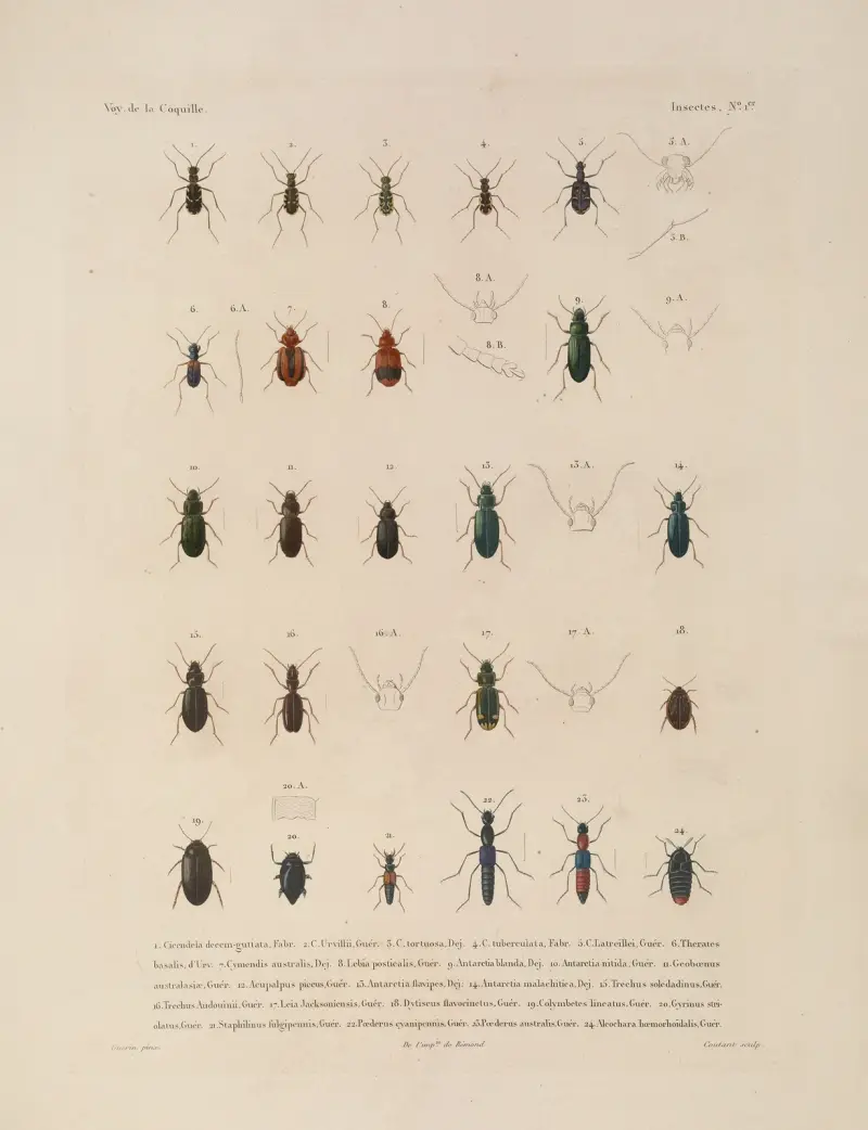 Voyage autour du monde Pl.066 av Louis-Isidore Duperrey