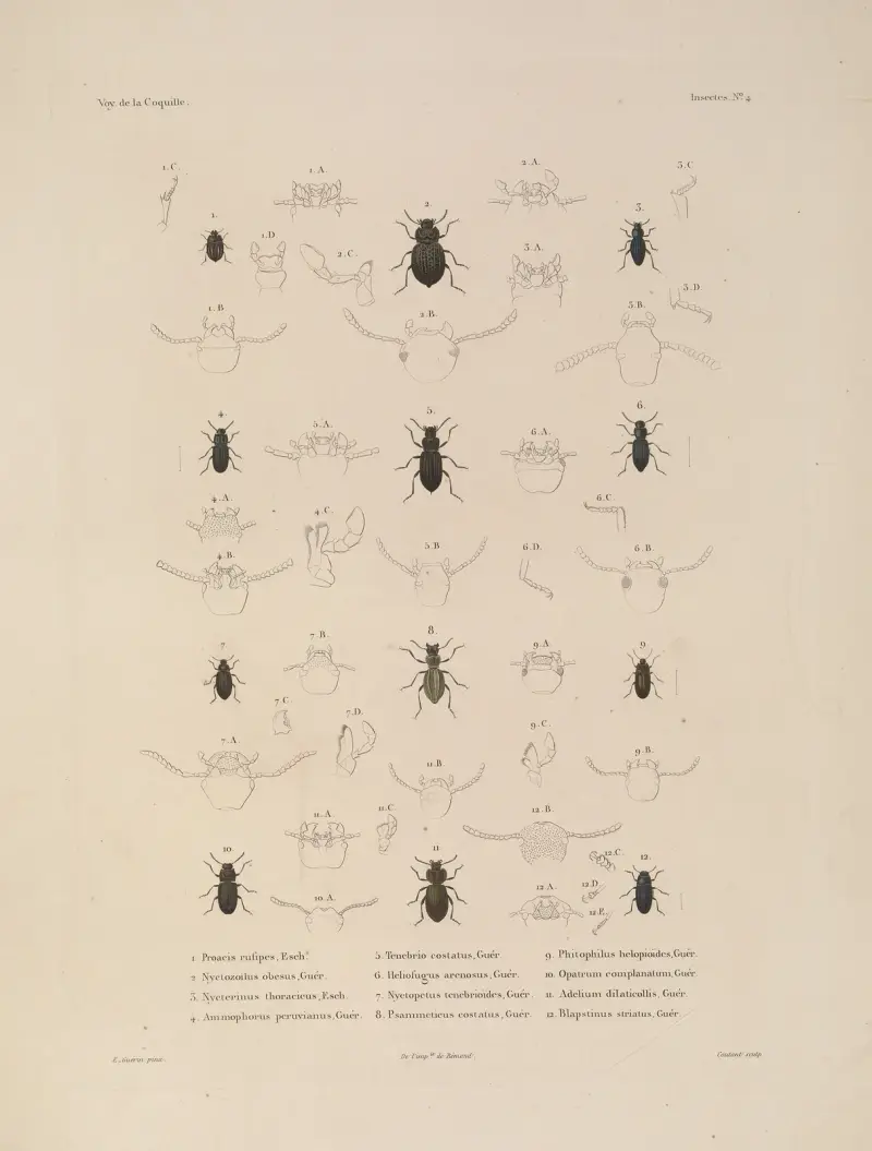 Voyage autour du monde Pl.069 av Louis-Isidore Duperrey