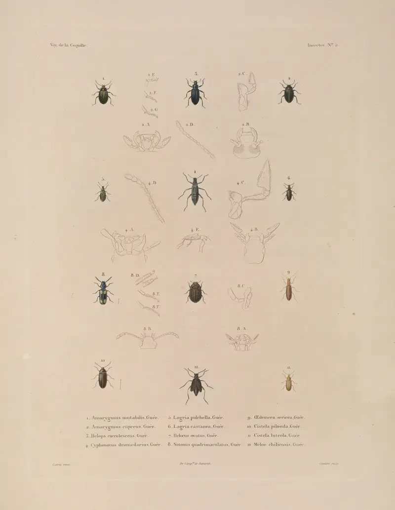 Voyage autour du monde Pl.070 av Louis-Isidore Duperrey