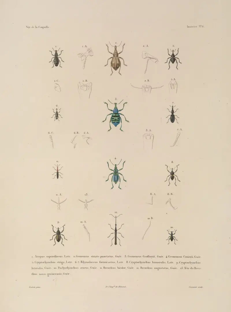 Voyage autour du monde Pl.071 av Louis-Isidore Duperrey