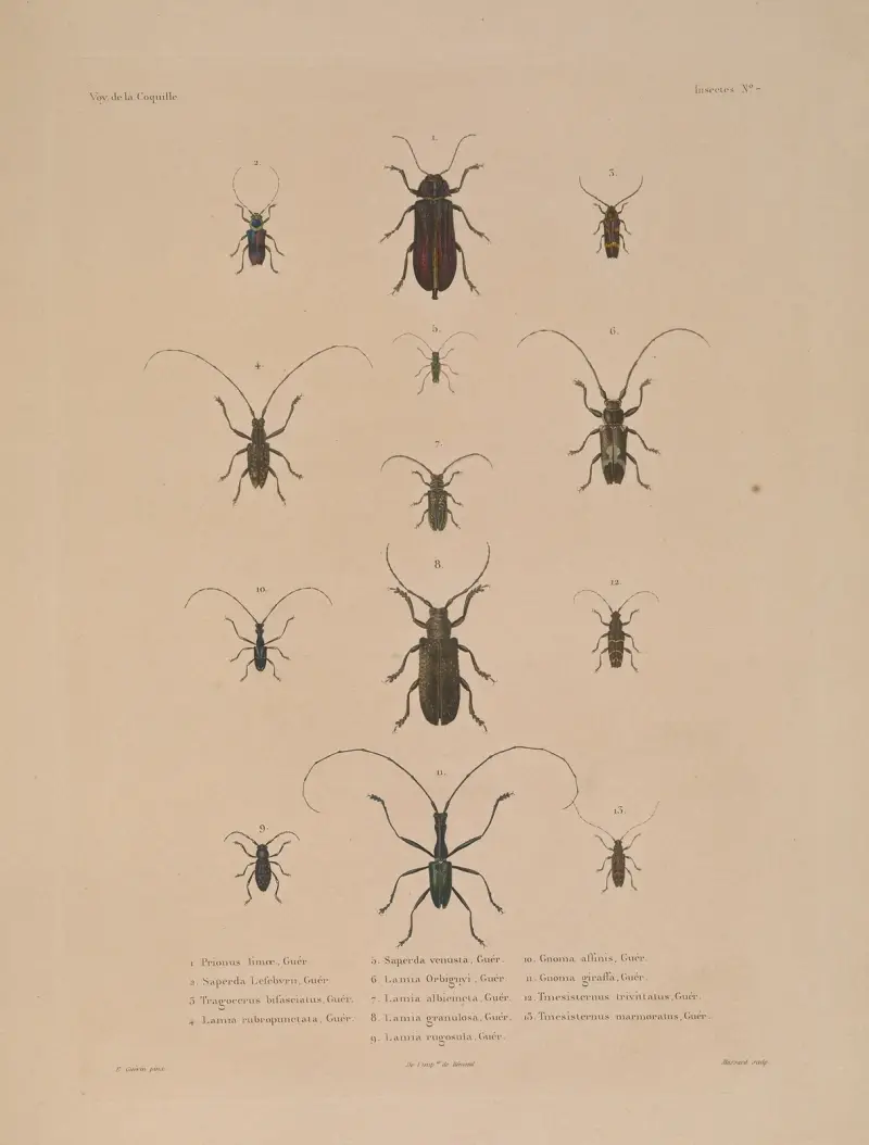 Voyage autour du monde Pl.072 av Louis-Isidore Duperrey