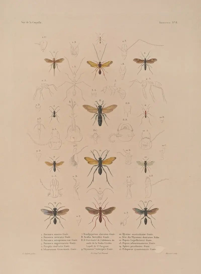 Voyage autour du monde Pl.073 av Louis-Isidore Duperrey