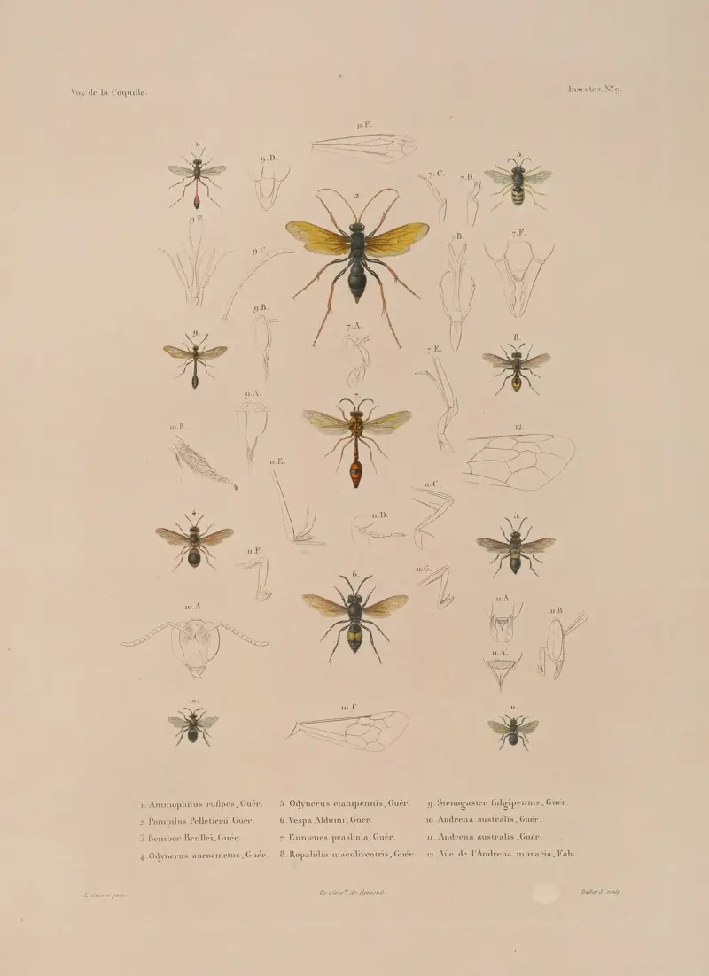 Voyage autour du monde Pl.074 av Louis-Isidore Duperrey