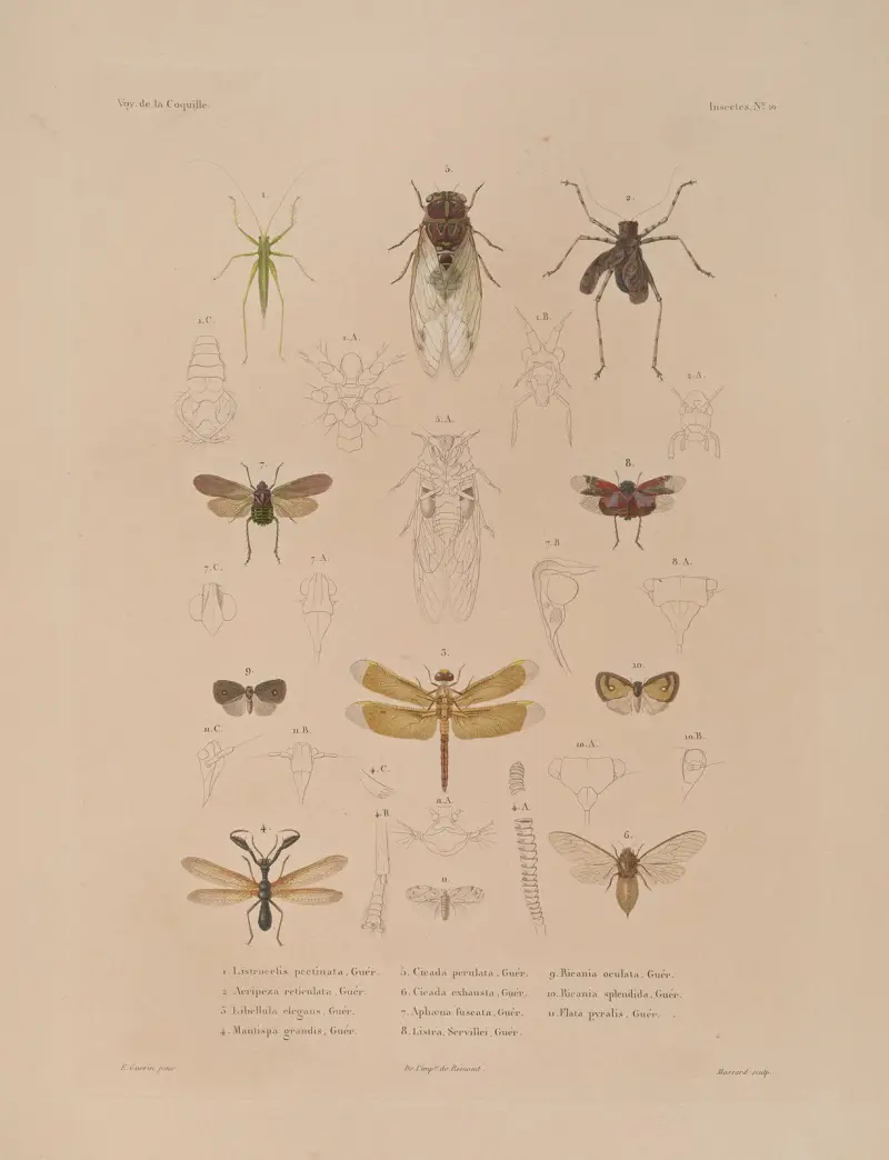Voyage autour du monde Pl.075 av Louis-Isidore Duperrey