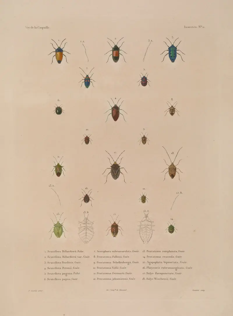 Voyage autour du monde Pl.076 av Louis-Isidore Duperrey