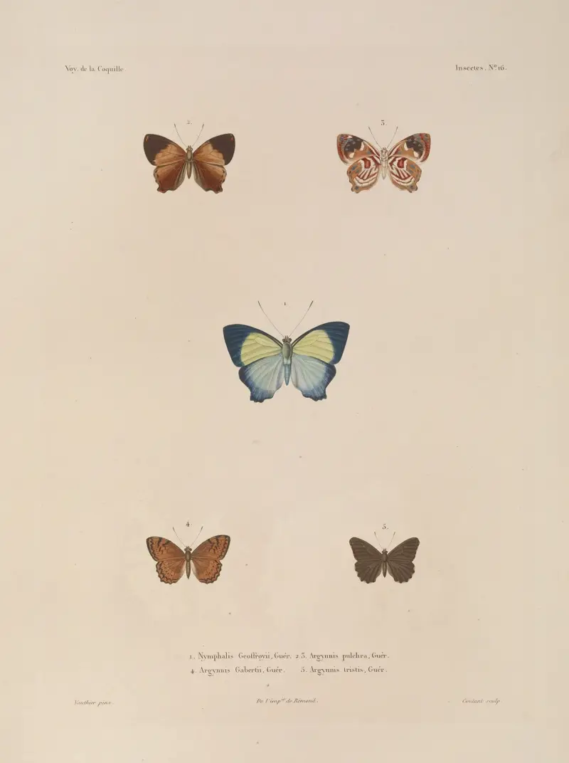 Voyage autour du monde Pl.082 av Louis-Isidore Duperrey