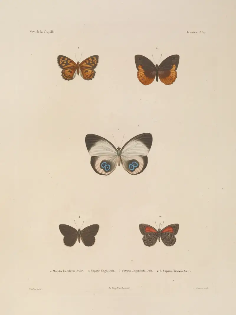 Voyage autour du monde Pl.083 av Louis-Isidore Duperrey