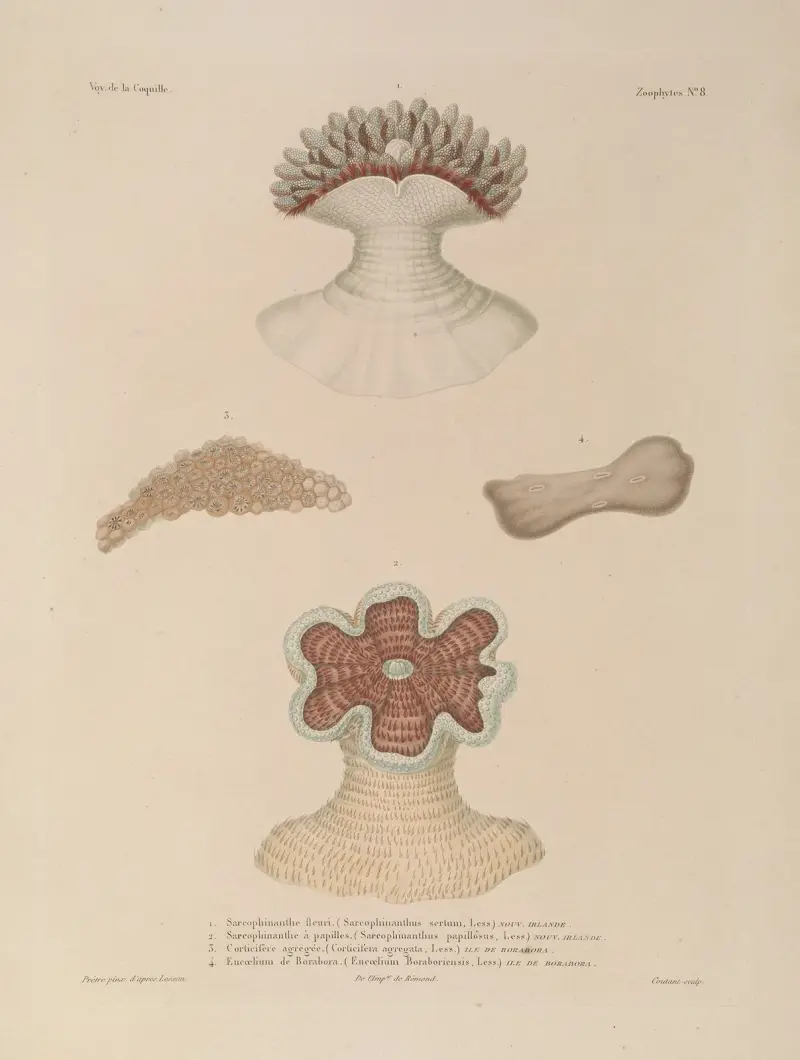 Voyage autour du monde Pl.095 av Louis-Isidore Duperrey