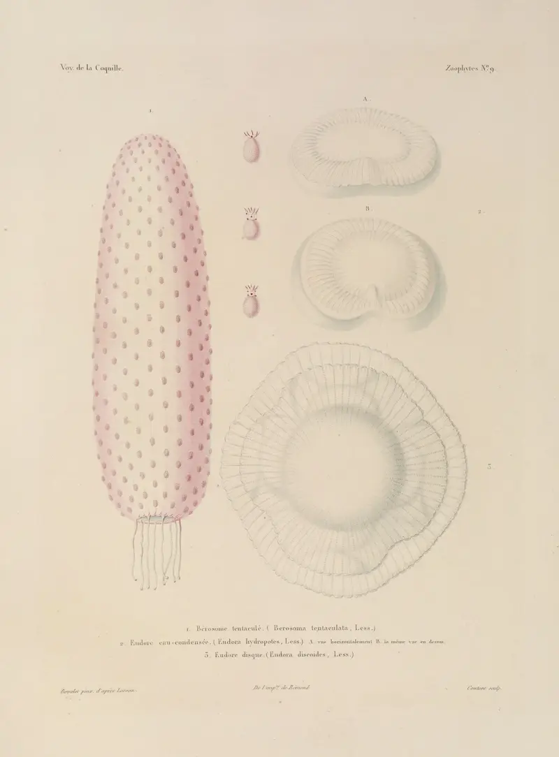 Voyage autour du monde Pl.096 av Louis-Isidore Duperrey
