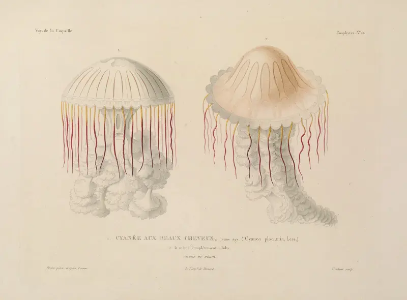 Voyage autour du monde Pl.099 av Louis-Isidore Duperrey