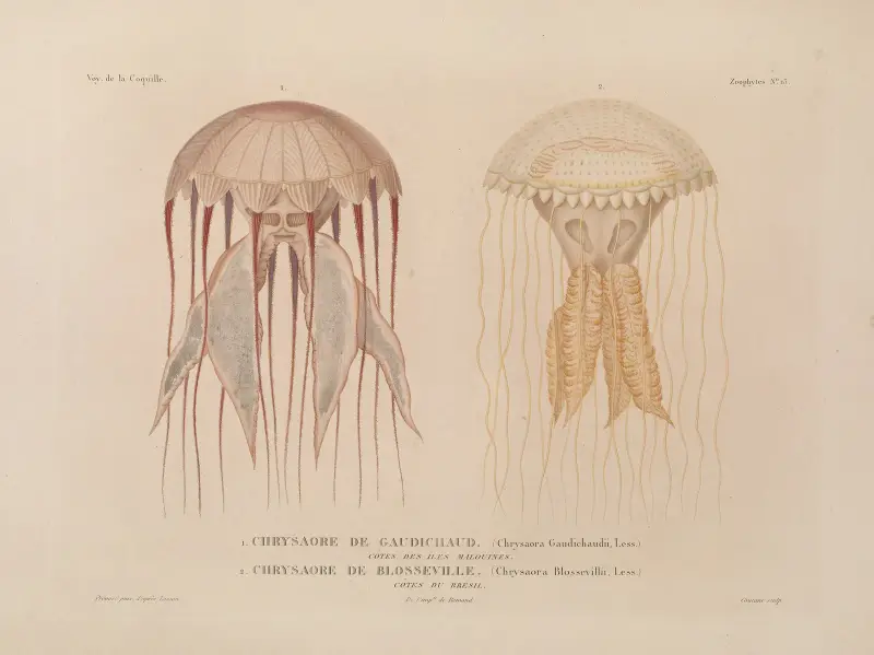 Voyage autour du monde, plansch 100 av Louis-Isidore Duperrey