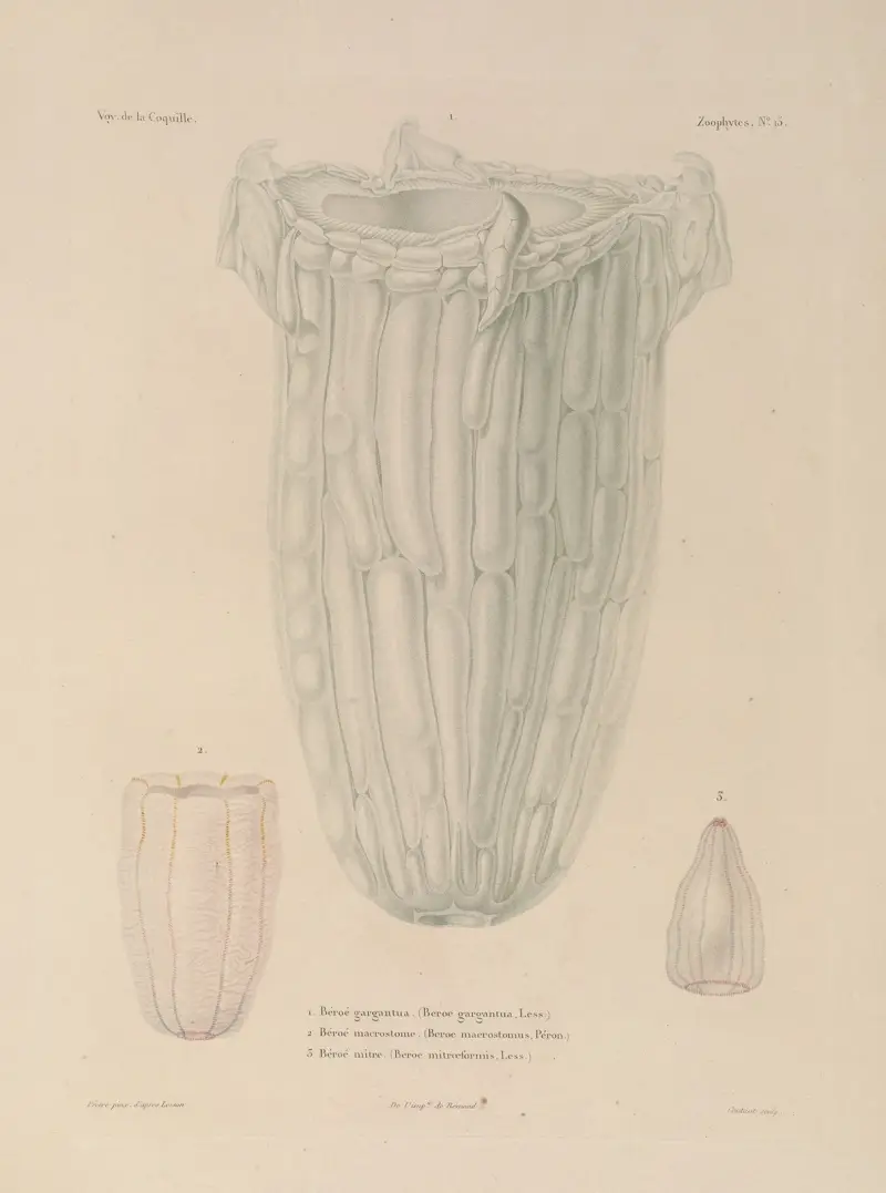 Voyage autour du monde Pl.102 av Louis-Isidore Duperrey