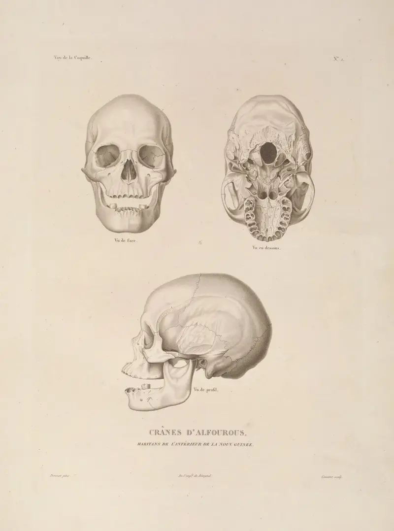 Voyage autour du monde Pl.104 av Louis-Isidore Duperrey