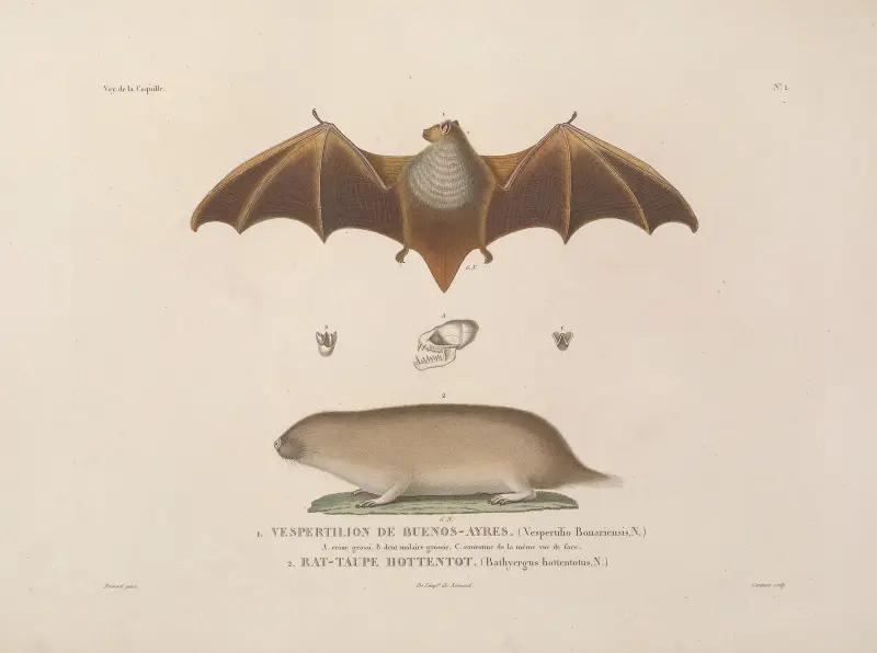Voyage autour du monde, plansch 105 av Louis-Isidore Duperrey