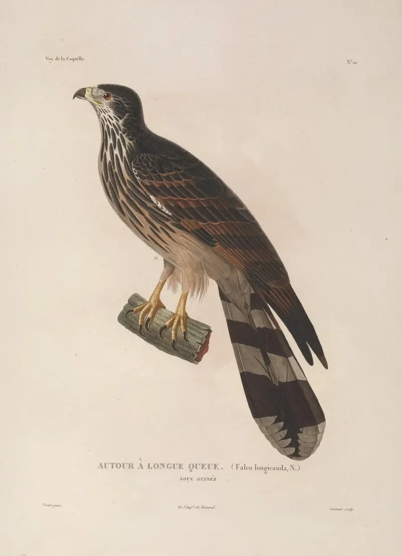Voyage autour du monde, plansch 113 av Louis-Isidore Duperrey