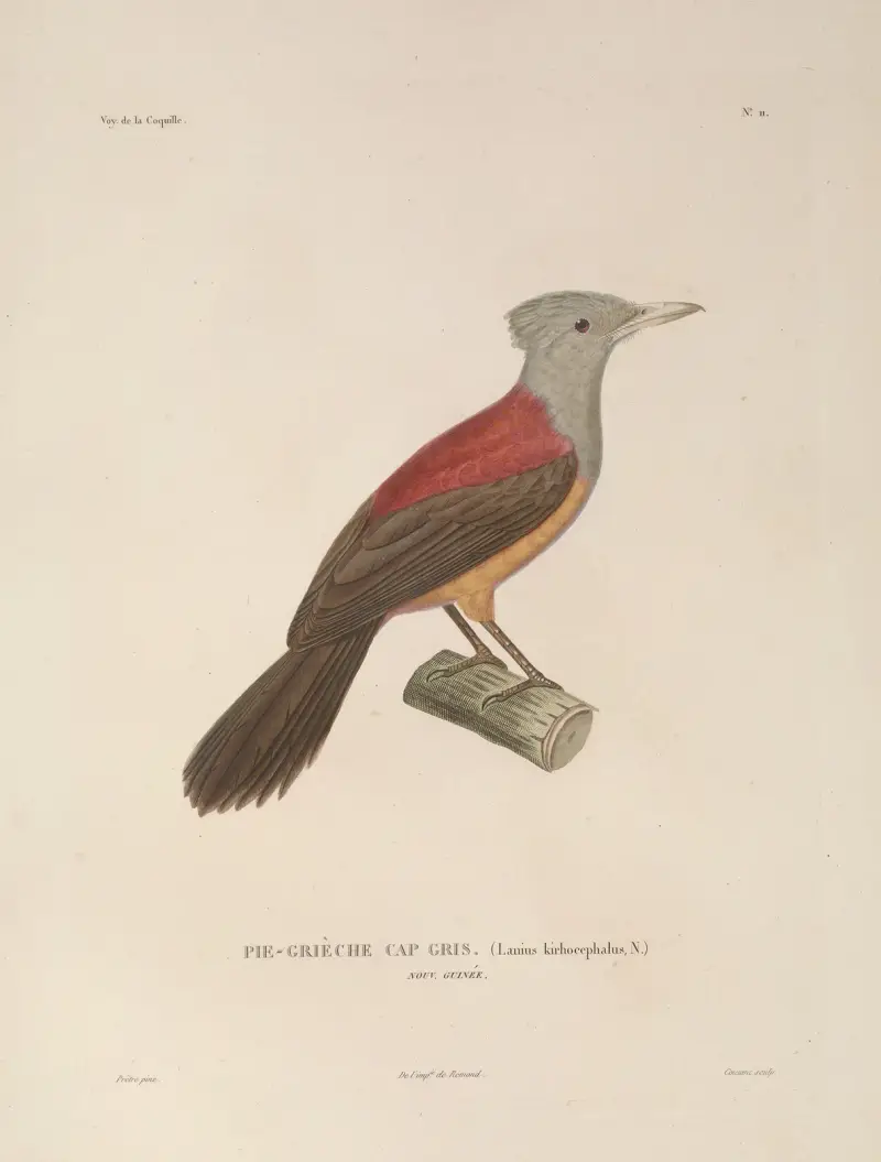 Voyage autour du monde Pl.114 av Louis-Isidore Duperrey