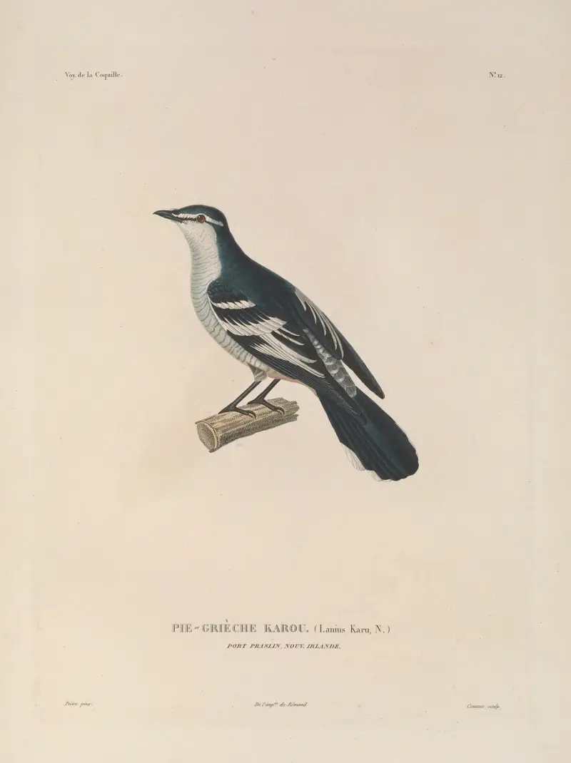 Voyage autour du monde Pl.115 av Louis-Isidore Duperrey