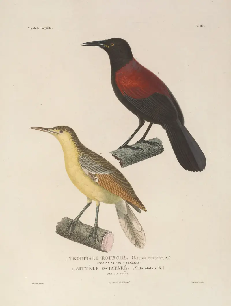 Voyage autour du monde Pl.127 av Louis-Isidore Duperrey