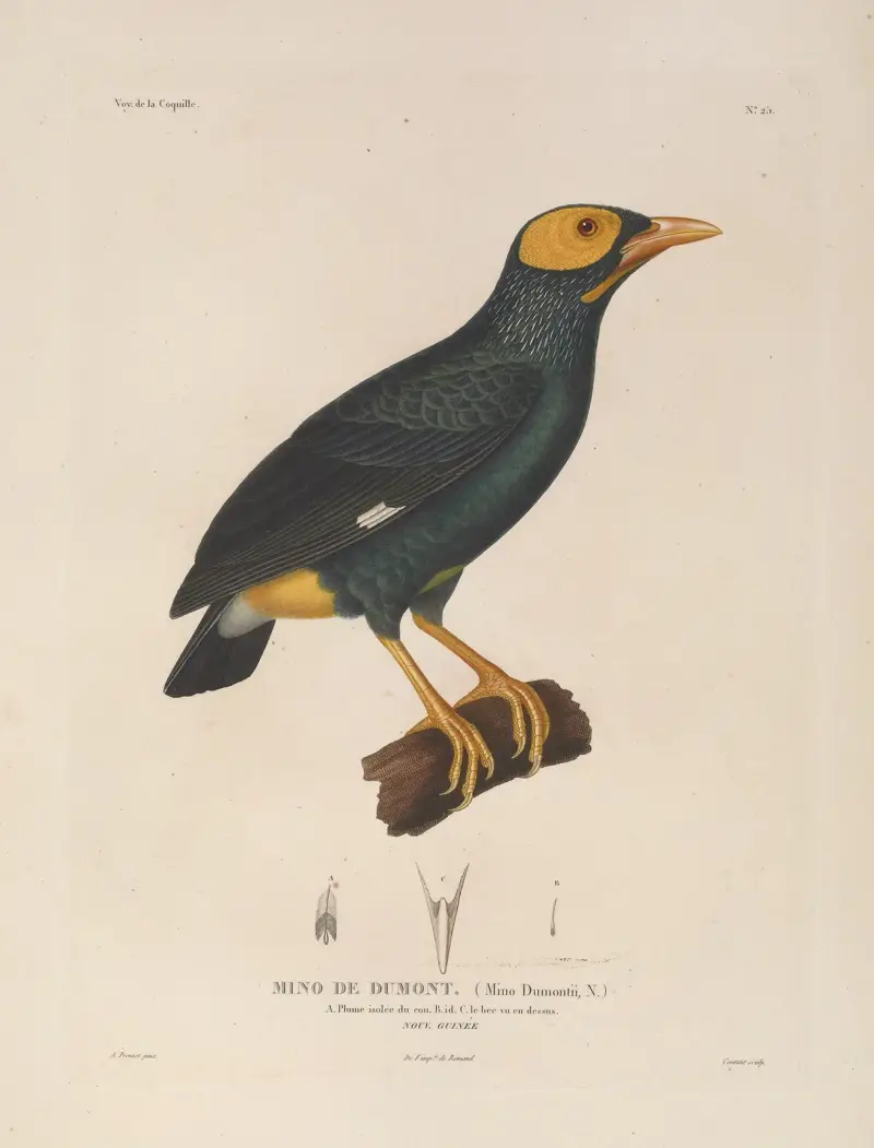 Voyage autour du monde Pl.129 av Louis-Isidore Duperrey