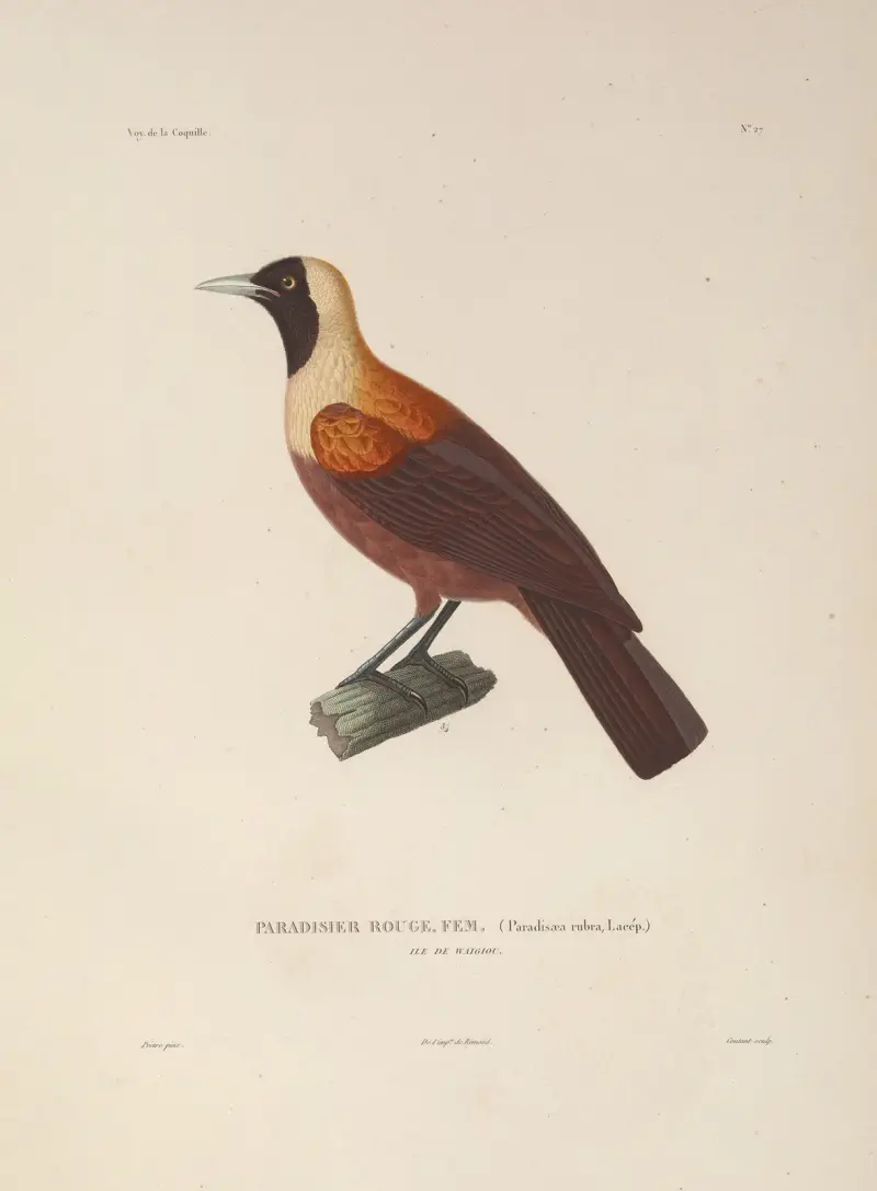 Voyage autour du monde Pl.131 av Louis-Isidore Duperrey