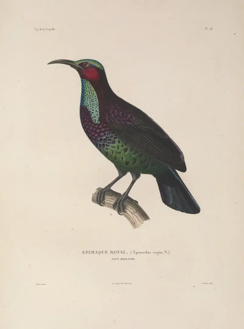 Voyage autour du monde Pl.132 av Louis-Isidore Duperrey