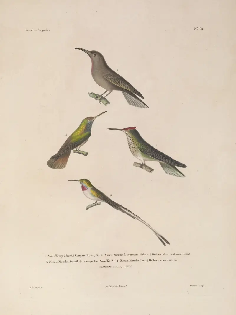 Voyage autour du monde Pl.135 av Louis-Isidore Duperrey