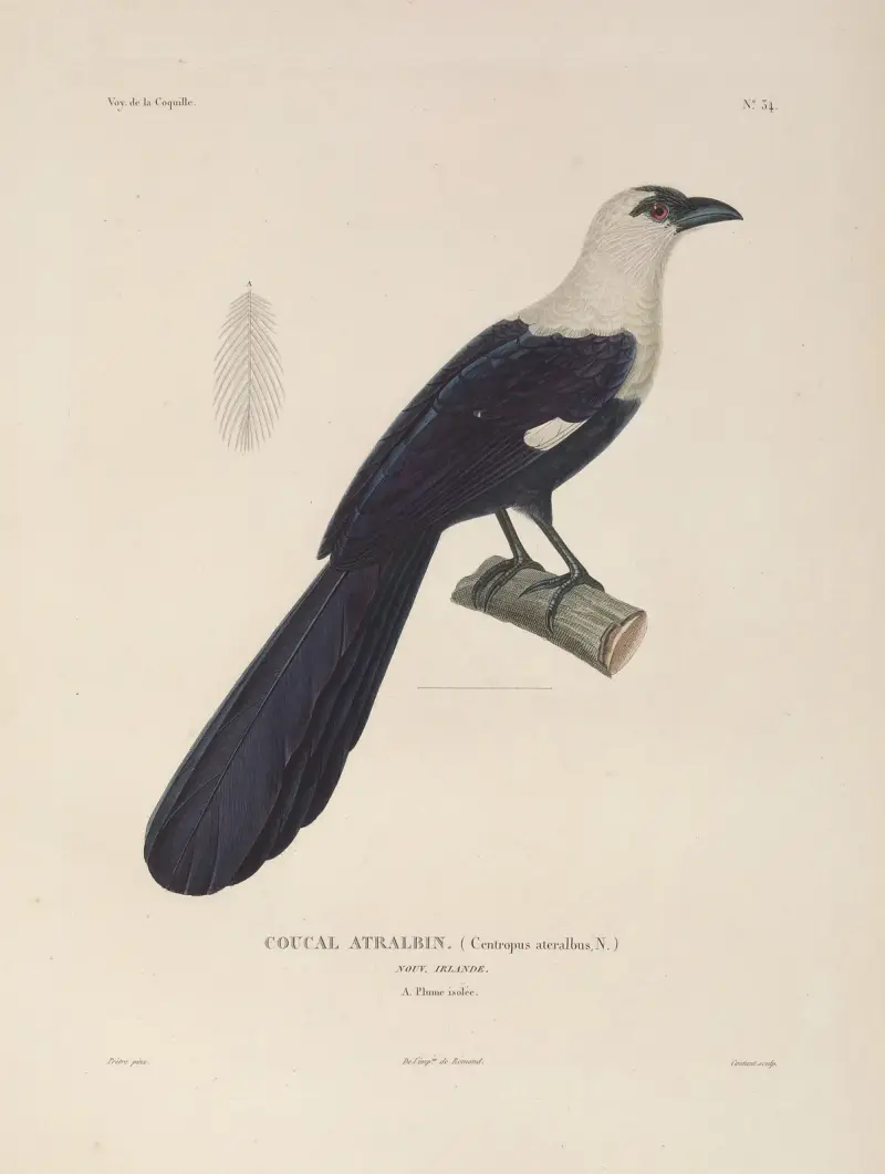 Voyage autour du monde Pl.139 av Louis-Isidore Duperrey