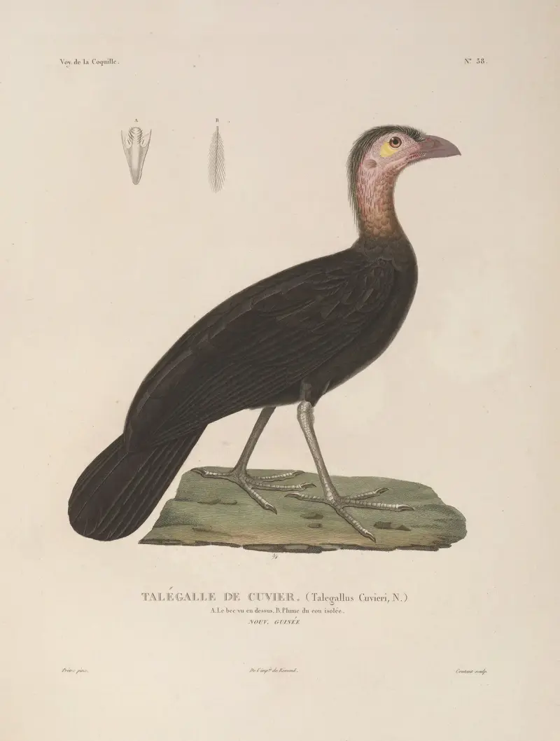 Voyage autour du monde Pl.144 av Louis-Isidore Duperrey
