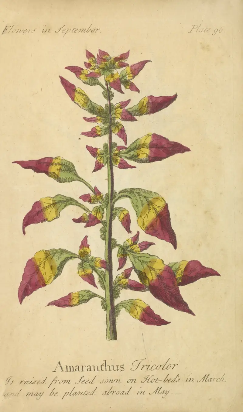 Amaranthus Tricolor von J. Duke
